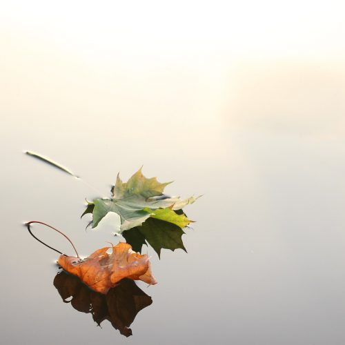 maple-leaves-690233_1280